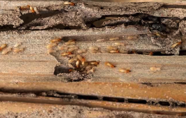 Banyak yang Salah! Cara Membasmi Rayap di Jogja yang Benar Menurut Ahli